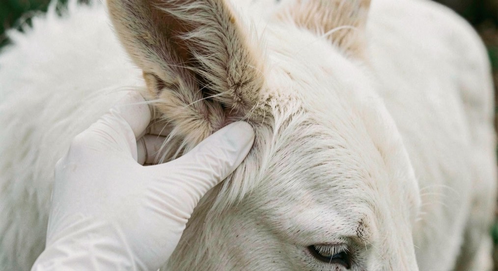 Gros plan rapproché sur une main portant un gant d’examen blanc en latex écartant le poil long et dense à la base d’une oreille dressée en triangle d’un chien de berger à robe entièrement blanche, peau claire du pli apparent, cadrage limité à la tête et à la main