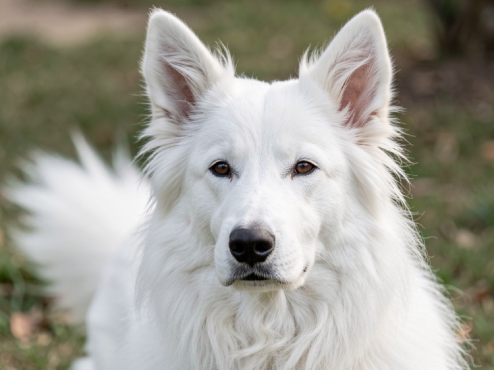 Tête de face d’un berger blanc suisse à robe blanche, oreilles dressées en triangle, crinière plus longue à la nuque et au poitrail, sous-poil dense visible sous le poil de couverture, fond d’herbe flou