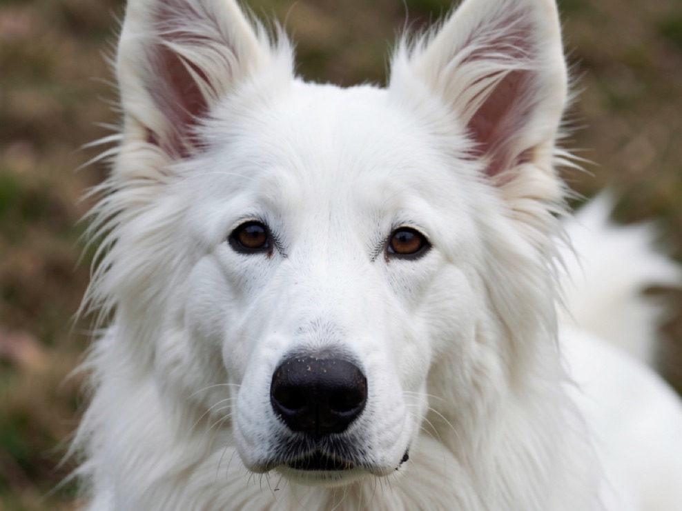 Gros plan sur le museau d’un berger blanc suisse : truffe noire humide, lèvres sombres et poil blanc dense du chanfrein, oreille dressée floue à l’arrière-plan